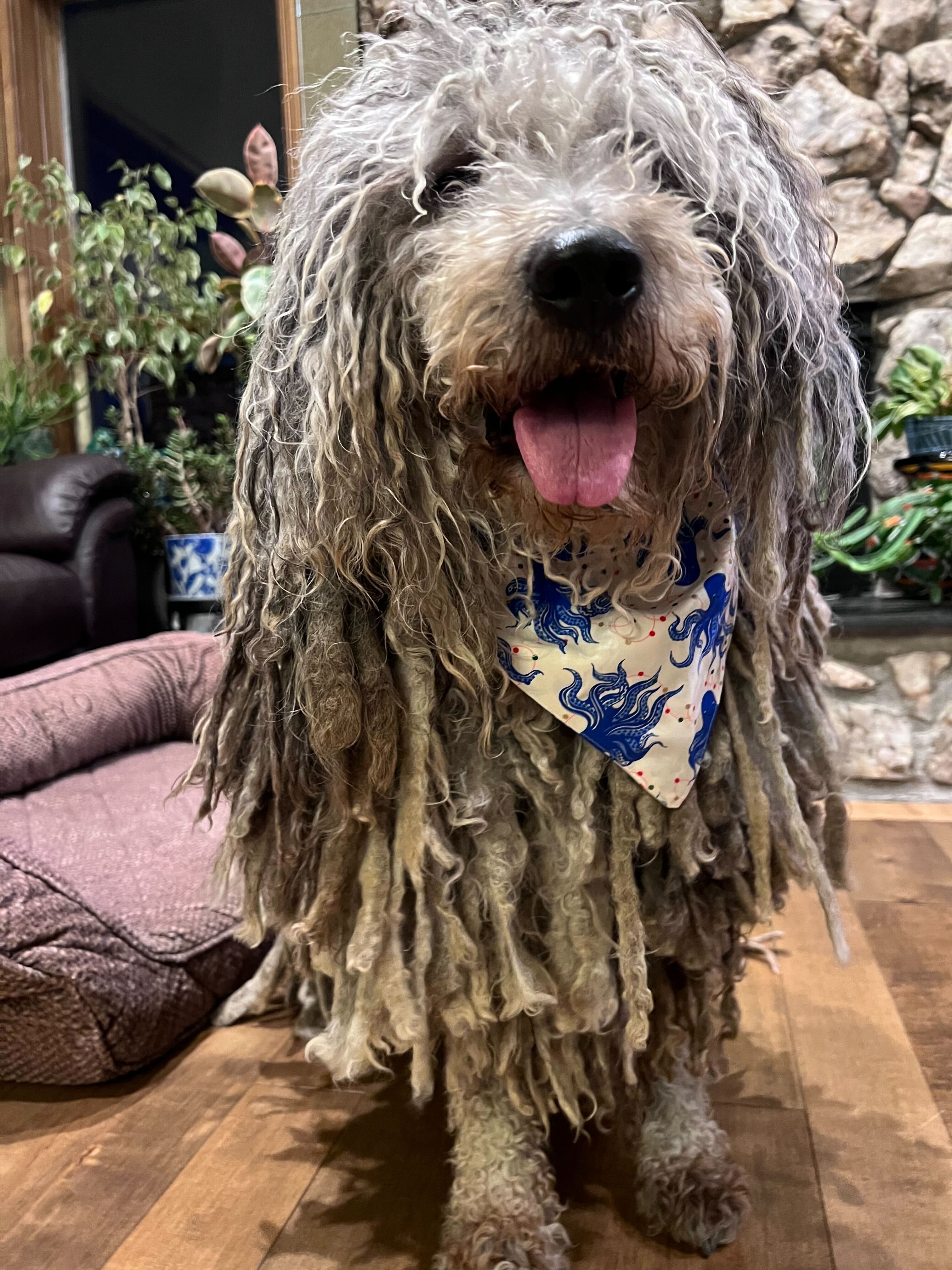 A mop of a dog, Orzo, wearing a blue and white bandana