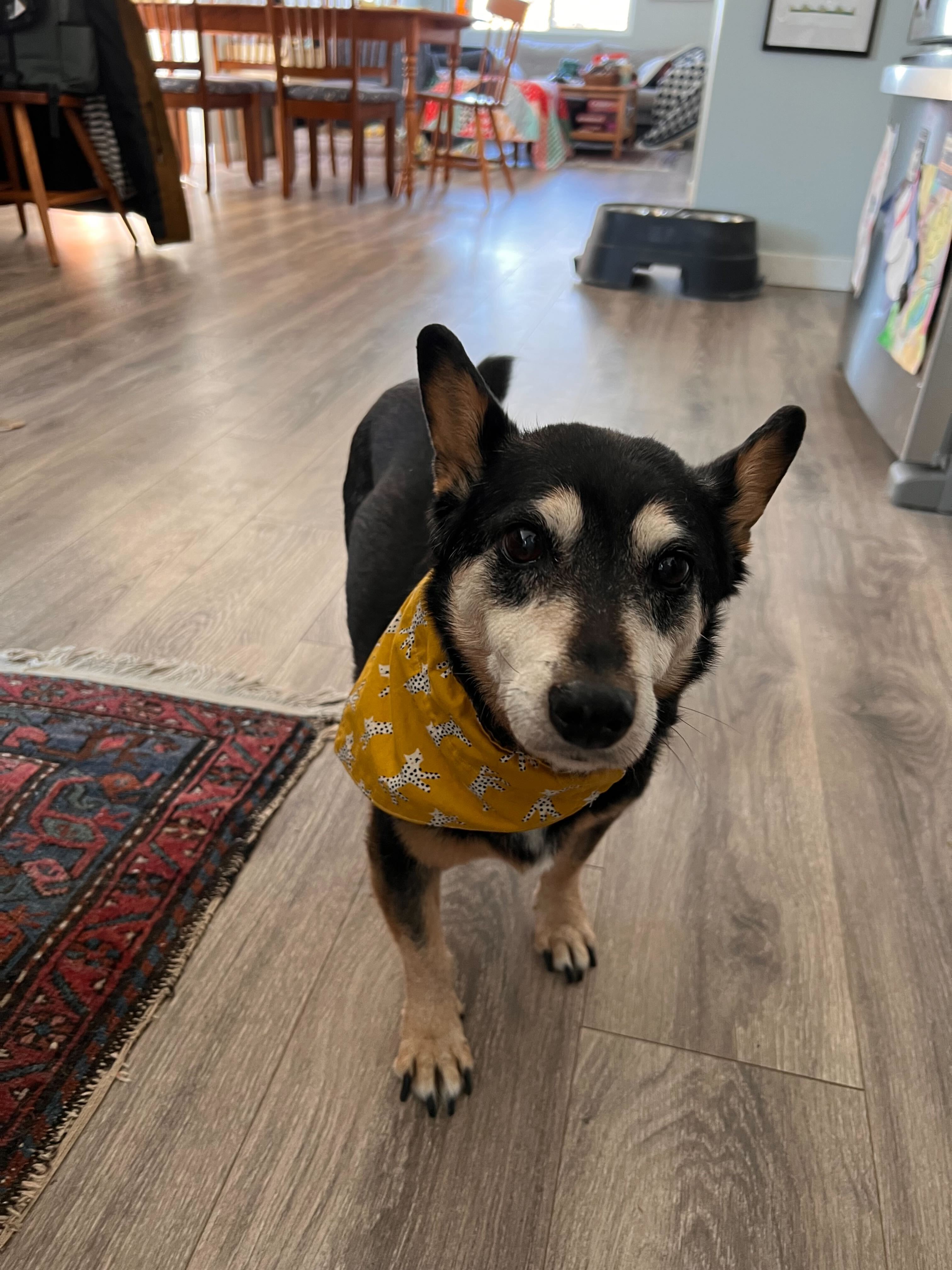A pointy eared mutt named Sweet Pea, wearing a yellow bandana.