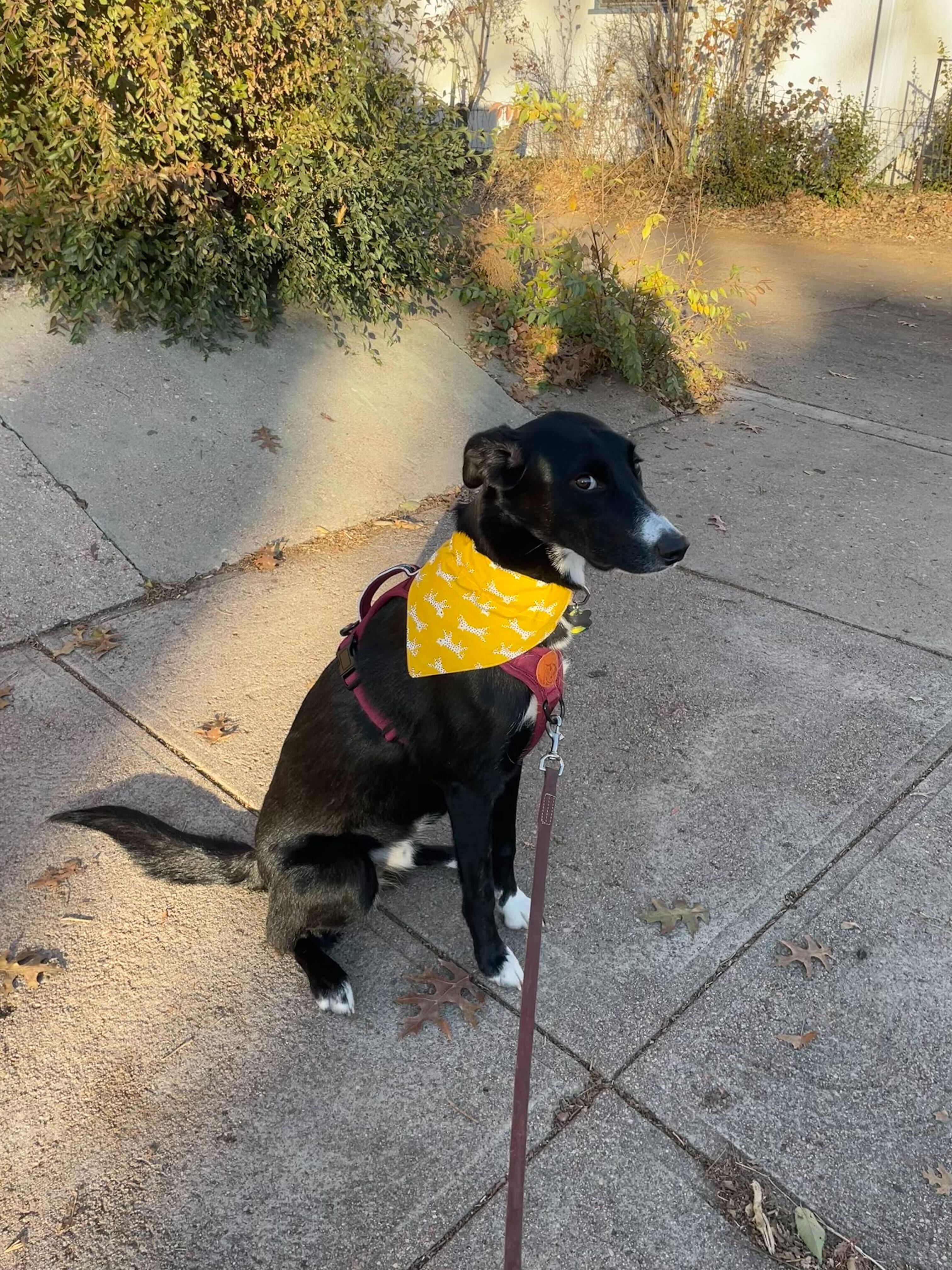 A svelte, black dog giving the camera the side-eye while wearing a yellow bandana.