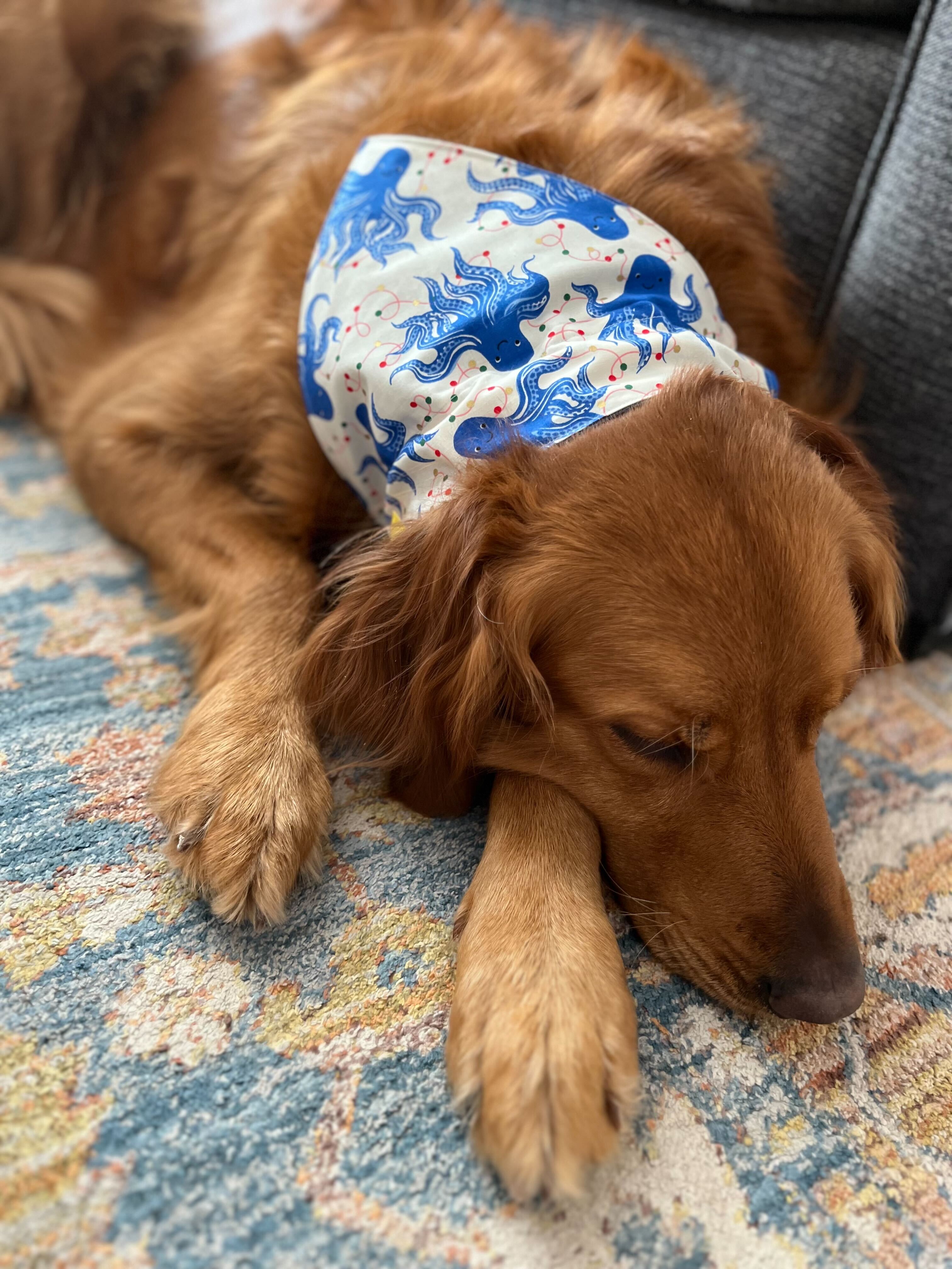 A sleepy golden retriever wearing a blue and white bandana.